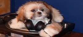 MAD Fm Worldwide DJ Shih Tzu